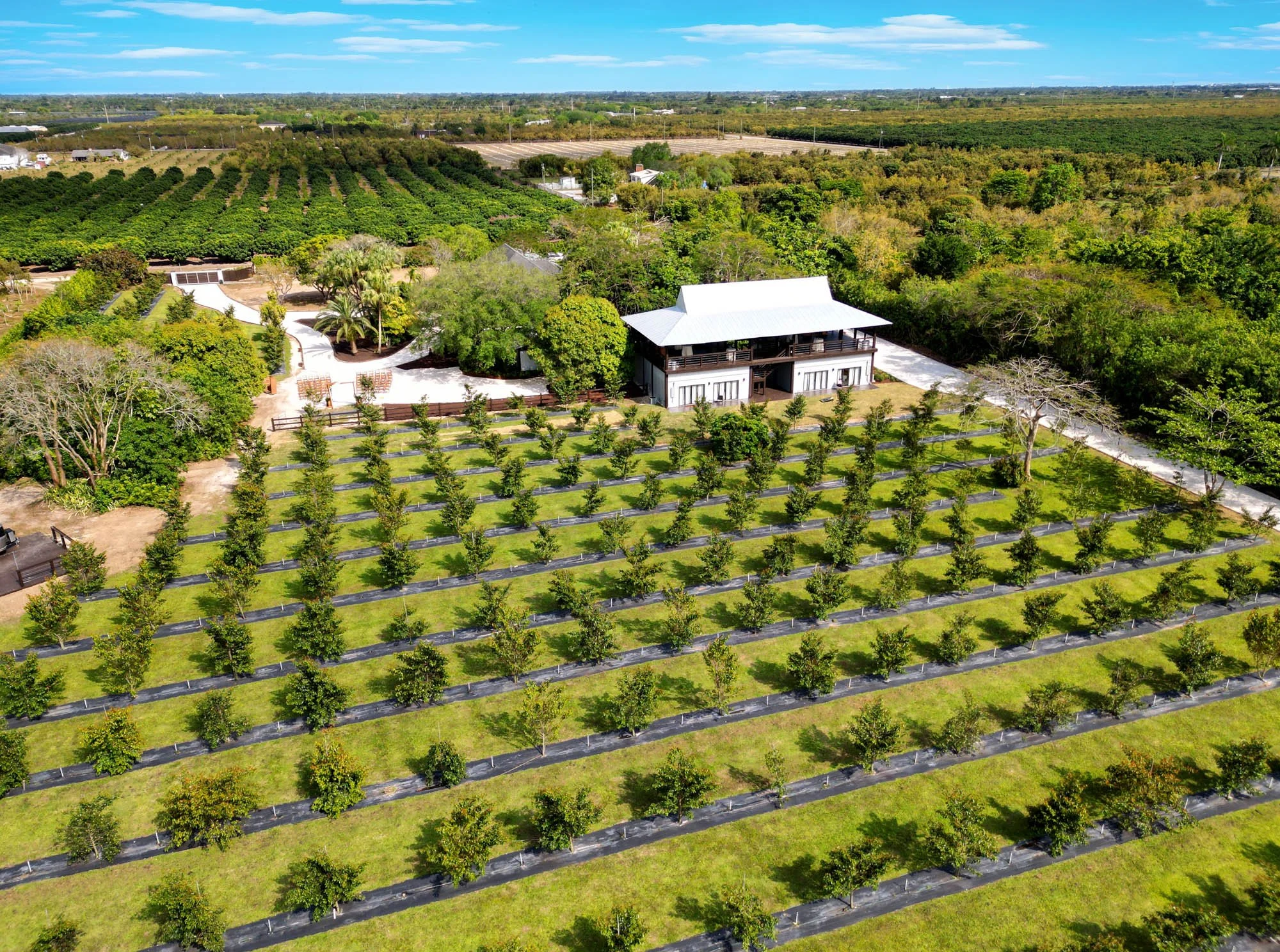 Aerial view of the tropical fruit grove